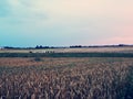 Sunset in fields of cut grain Royalty Free Stock Photo