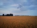 Sunset in fields of cut grain Royalty Free Stock Photo