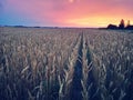 Sunset in fields of cut grain Royalty Free Stock Photo