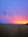 Sunset in fields of cut grain Royalty Free Stock Photo