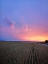 Sunset in fields of cut grain Royalty Free Stock Photo