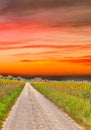 Sunset on fields of sunflowers Royalty Free Stock Photo