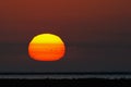 Sunset with flamingos in the Camargue Royalty Free Stock Photo