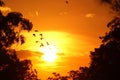 Sunset Flight of Birds Royalty Free Stock Photo