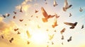 Sunset flock of pigeons soaring, peaceful sky, freedom Royalty Free Stock Photo