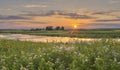 Sunset at Flower Field Royalty Free Stock Photo