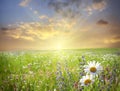 Sunset in the flower field Royalty Free Stock Photo