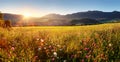 Sunset on flower field - Slovakia Tatra