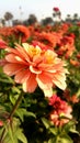 Sunset flower in a patch of sunny orange flowers