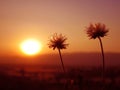 Sunset flower red mountain estate inle lake myanmar Royalty Free Stock Photo