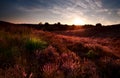 Sunset on flowering meadows Royalty Free Stock Photo