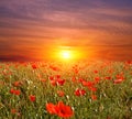 Sunset on flowers meadow Royalty Free Stock Photo