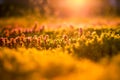 Sunset flowers meadow under soft sunlight and sun rays. Spring meadow field background Royalty Free Stock Photo