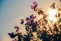 Sunset flowers Royalty Free Stock Photo