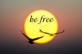 Sunset and Birds with be free text