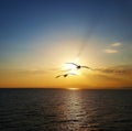 Sunset flying birds Royalty Free Stock Photo