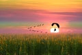 sunset flying birds and silhouette paramotor over sun hemp field Royalty Free Stock Photo