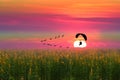 sunset flying birds and silhouette paramotor over sun hemp field Royalty Free Stock Photo