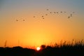 Sunset. Flying flock birds background sunset sky. Royalty Free Stock Photo