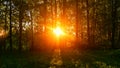 Sunset in the forest Royalty Free Stock Photo