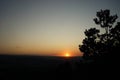 Sunset in the woods coniferous sun tree