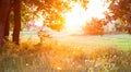 Sunset. Forest glade. Royalty Free Stock Photo