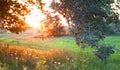 Sunset. Forest glade. Royalty Free Stock Photo