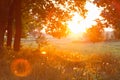 Sunset. Forest glade. Royalty Free Stock Photo