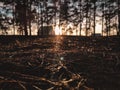 Sunset. Forest glade. Green grass in the forest at sunset. Bright light through the branches of trees Royalty Free Stock Photo
