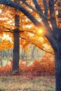 Sunset. Forest glade Royalty Free Stock Photo