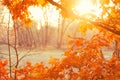 Sunset. Forest glade Royalty Free Stock Photo