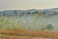 Sunset in Forest Landscape With Natural green tree. Forest. Beautiful Scenic