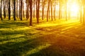 Sunset in the forest. Lights and shadows in the forest at sunset