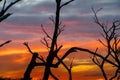 Sunset at forest with nice Sky and branches Royalty Free Stock Photo