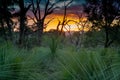 Sunset at forest with nice Sky and branches Royalty Free Stock Photo
