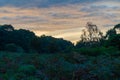 Sunset at forest with nice Sky and branches Royalty Free Stock Photo