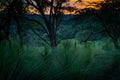 Sunset at forest with nice Sky and branches Royalty Free Stock Photo