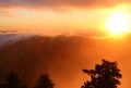 Sunset in the forest, Oregon