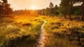 Sunset in the forest, Panoramic image of a path in the woods