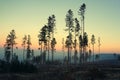 Sunset in the forest. The silhouette of dying spruce trees against a colorful twilight sky.