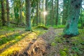 Sunset in a forest, soft evening sunlight