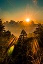Sunset forest dramatic HDR shot Royalty Free Stock Photo