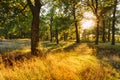 Sunset In Forest Trees. Natural sunlight sunshine in woods. Very Royalty Free Stock Photo