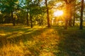 Sunset In Forest Trees. Natural Sunlight Sunshine In Woods. Very Royalty Free Stock Photo