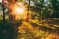 Sunset In Forest Trees. Natural sunlight sunshine in woods. Very sunny sunrise with sun rays through woods trees in Royalty Free Stock Photo