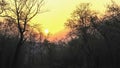 Sunset and forest trees at tadoba andhari tiger reserve