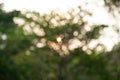 sunset in forest unfocus for background