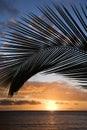 Sunset framed by palm, Maui. Royalty Free Stock Photo