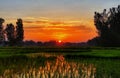 A sunset at a freshly planted paddy fields. Royalty Free Stock Photo