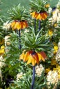 Sunset, Fritillaria imperialis crown imperial, imperial fritillary or Kaiser`s crown, species of flowering plant in lily family